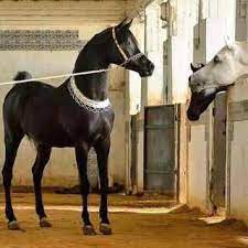 صور خيول رمزيات خيول جميلة خلفيات خيول 2016 Beautiful Arabian Horses Horses Beautiful Horses