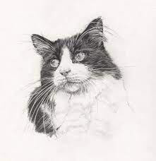 Graphite Pencil Commission Of Two Lovely Back And White Cats Whose Names I Have Misplaced So For Now This Cat Is Dubbe Cat Art Tuxedo Cat Art Cat Portraits