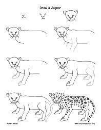 Jaguar Drawing Lesson Easy Drawings Rainforest Animals Animal Drawings