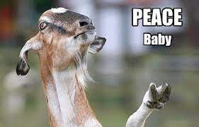 Hippy Goat Goats Funny Funny Goat Memes Goats