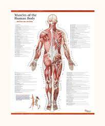 A wide variety of body muscle anatomy options are available to you, such as medical science. Trail Guide To The Body S Muscles Of The Human Body Poster Posterior View Only Books Of Discovery