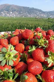 The strawberry picking season is from. Compare Hotels Best Hotel Deals Guaranteed Hotelscombined Strawberry Farm Baguio Baguio City