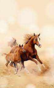صور حصان صور خيول عربية أصيلة صور خيل Horses Horse Wallpaper Beautiful Horses