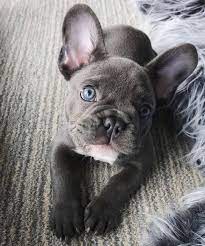 What makes this dog a bit different in terms of color is nothing more than the fact that the dog has a slightly bluish hue that derives from genetics. The Cutest Little French Bulldog With Blue Eyes And A Gray Coat Obsessed With This Lil Nug French Bulldog Puppies Puppies Frenchie Puppy