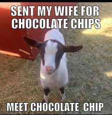 Image May Contain Meme Text And Outdoor Goats Funny Goats Cute Goats