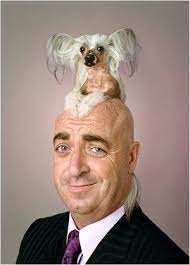 Animal Hair Style Funny Wigs Bad Haircut Hair Humor