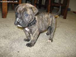 Read our bullmastiff buying advice page for information on this dog breed. Bullmastiff Watermarked 1271305707 Jpg 650 487 Pixels Bullmastiff Puppies For Sale Bull Mastiff Puppies
