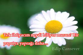 Fotografa Yazilacak Sozler Fotograf Papatyalar Guzel Soz