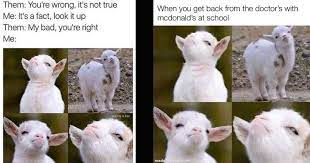 Fourteen Smug Goat Memes Overflowing With Cuteness Memes Cute Goats