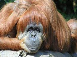 Mammals For Kids Learn About Animals And What Is A Mammal Mammals Animals Warmblood