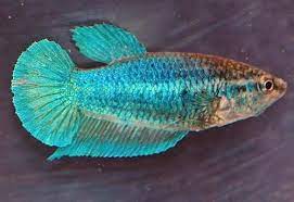 How do you tell them apart? Female Betta Fish Color Variations