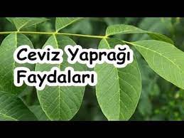 Youtube Saglik Hatmi Cicegi Dogal Saglik