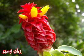 تعرفي على فوائد القسط الهندي لبشرتك وجمال شعرك بالتفصيل Flowers Tropical Garden Plant Sale