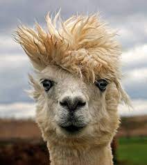 A Gust Of Wind Flickr Photo Sharing Animal Pictures Animals Pet Birds