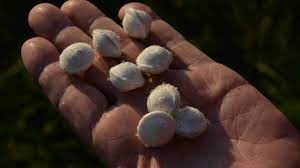 Les buis dans la campagne renaissent par endroits et ça fait plaisir. Auxiliaires De Lutte Biologique En Agriculture