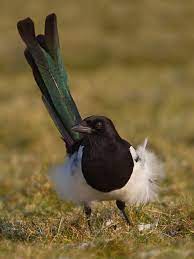 Black Billed Magpie Magpie Birds Birds And The Bees
