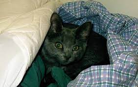If there is new construction going on next door, this noise one of the first signs that a cat may be sick is a sudden spike in hiding behavior. Hide And Seek Is Your Cat Hiding From You Hill S Pet