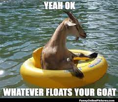 Funny Goat Meme Pic Bones Funny Animal Puns Funny Animal Pictures