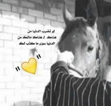 صور خيول مكتوب عليها كلام جميل فوتوجرافر Cute Profile Pictures Talking Quotes Photo Quotes
