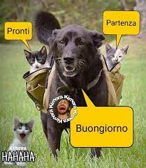 Pin Di Brunilda Jakupi Su Buongiorno Senza Citazioni Buongiorno Immagini Buongiorno Buongiorno Divertente