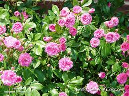 Google Image Result For Http Www Anothershadeofcolor Com Wallpapers Rose Bush Planting Roses Rose Bush Plants