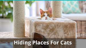 This helps to keep the smell in and the kids out. Hiding Spots For Cats Where They Like To Hide And How To Find Them