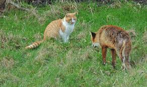 Dogs are scavengers by nature. Is It Likely That A Fox Will Attack Me My Child My Cat Or My Dog Wildlife Online