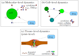 Cells Free Full Text Quantitative Predictive Modelling Approaches To Understanding Rheumatoid Arthritis A Brief Review Html