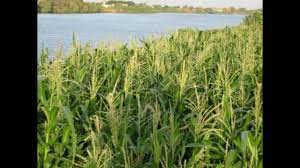 Sudan صور من السودان على انغام حافظ ابراهيم حتى نلتقى Wmv Herbs Plants