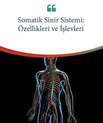 Somatik Sinir Sistemi Ozellikleri Ve Islevleri Aklinizi Kesfedin Norobilim Soya Mumu Duygular