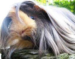 Pin On Haircenter24 Animal Hair