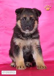 Browse cute pups for sale listed near you. Allie German Shepherd Puppy For Sale In Holmesville Oh German Shepherd Puppies Puppies Puppies For Sale