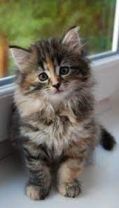 The 2020 tica outstanding maine coon cattery designation has been awarded to opticoons from tica. this award signifies that opticoons breeds high quality healthy kittens within the stringent tica standards in an ethical manner. Pin On Mix Breed Kittens