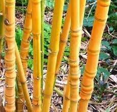 Phyllostachys Aurea Holochrysa Golden Bamboo Plant For Your Garden Home Golden Bamboo Bamboo Golden Bamboo Plant