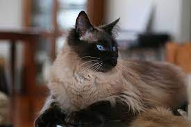 These longhaired cats began to be promoted and known as the balinese. Balinese Cat Price Range Balinese Kittens For Sale Cost From Breeders