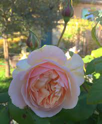 Sweet Juliet Da Rose Rose David Austin Roses Beautiful Roses