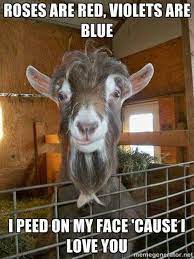 Pin By Tami Deel On Goats Goats Funny Goats Goat Farming