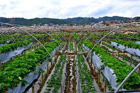 Our type of strawberries is chandler. Strawberry Farm Benguet