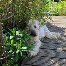 morgen muss ich zum augenarzt faden ziehen da verstecke ich mich lieber soft coated wheaten terrier wheaten terrier terrier