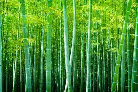 How Success Is Like A Chinese Bamboo Tree Matt Morris