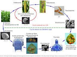 Comprendre les mécanismes du cycle menstruel est fondamental pour les femmes car les variations hormonales provoquent des symptômes et le les menstruations sont le nom scientifique des règles, les pertes de sang mensuelles par voies génitales chez la femme en rapport avec le cycle menstruel. Rouille Jaune Livre Blanc Cereales