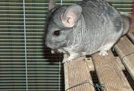 10 Benefits Of Owning Chinchillas Chinchilla Pet Chinchilla Pets