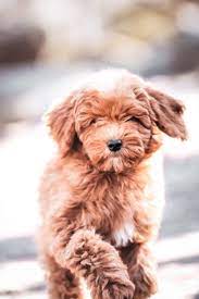 Air or ground delivery available. About The Goldendoodle Breed Maple Hill Doodles Ohio