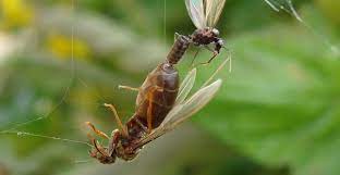 Do flying ants bite or sting? Flying Ant Day When Winged Ants Take Their Nuptial Flight Natural History Museum