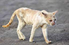 Both types of tumors cause these symptoms: Why Is My Cat Bleeding From The Mouth