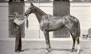 The Sport Horse Show And Breed Database Horses Sport Horse Show Horses