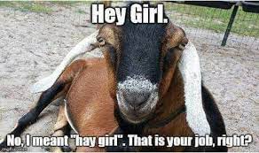 What My Sheep Think Of Me Goats Funny Funny Goat Memes Goats