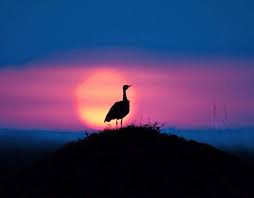 مجموعة من أجمل صور غروب الشمس في كينيا Star Wallpaper Sunset Sunrise Sunset