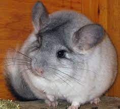 Should You Feel Guilty About Wearing Vintage Fur Cute Animals Cat Colors Chinchilla