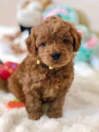 On july 14th, zoey had 7 puppies! Goldendoodles Teacup Goldendoodle Puppies Precious Doodle Dogs